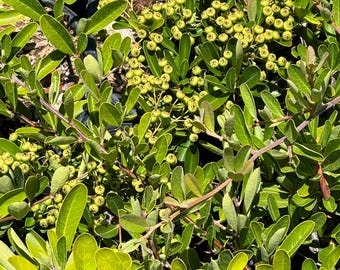 Pyracantha Firethorn ‘Lowboy’ – One Gallon Pot