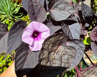 Sweet Potato Vine Black Heart in 4 inch pot