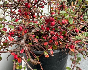 Cotoneaster procumbens 'Queen of Carpets'