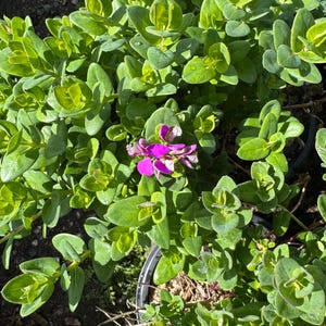 May include: A close-up view of a vibrant green plant with small, rounded leaves. A cluster of bright pink flowers with white accents blooms in the center. The plant is in a dark pot, and the image is well-lit.