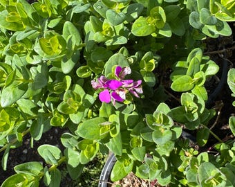 May include: A close-up view of a vibrant green plant with small, rounded leaves. A cluster of bright pink flowers with white accents blooms in the center. The plant is in a dark pot, and the image is well-lit.