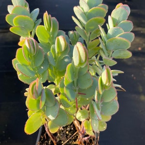 Marnier’s Kalanchoe cuttings, Kalanchoe marnieriana bild 6