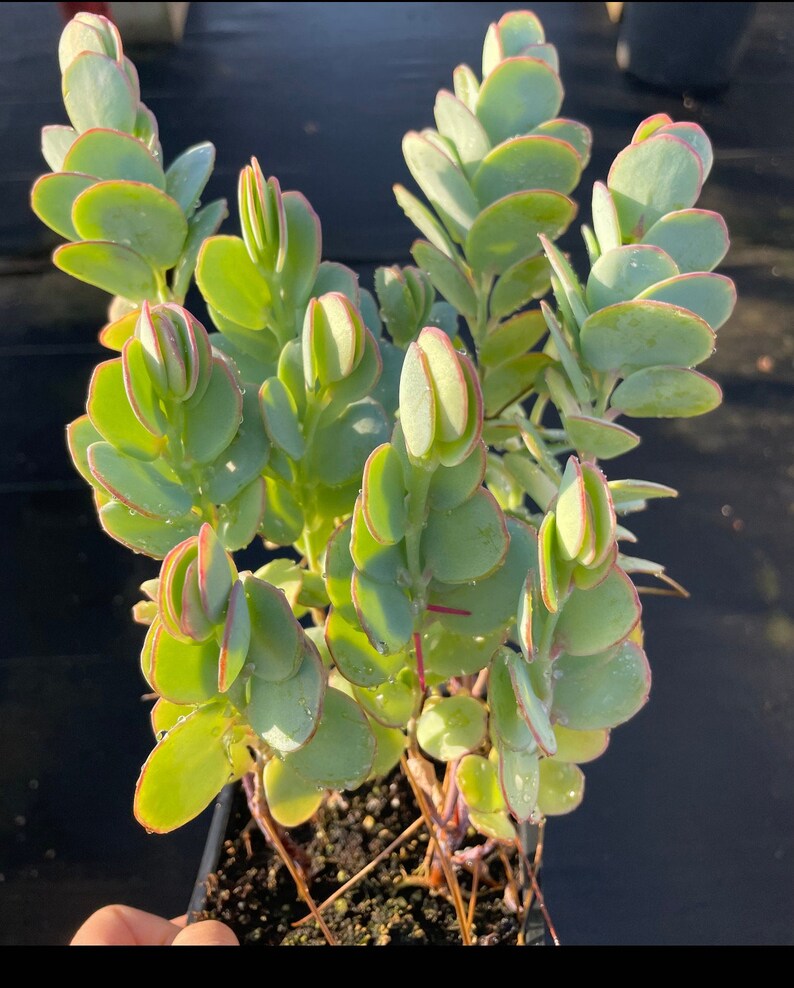 Marnier’s Kalanchoe cuttings, Kalanchoe marnieriana bild 6