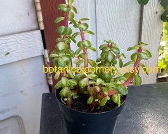 pothos variegated Pothos 'Albo Variegata'