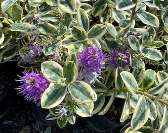 Hebe buxifolia Variegata or 'Patty's Purple' (you choose)