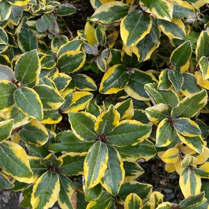May include: Close-up of a bush with green and yellow variegated leaves. The leaves have a textured surface and are arranged in a random pattern.