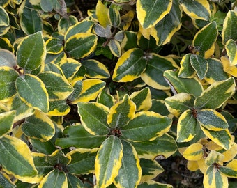 Gilt Edge Silverberry Plant - Variegated Elaeagnus in One-Gallon Pot