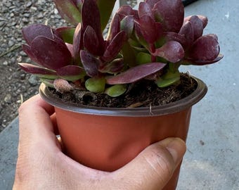 May include: A succulent plant with thick, fleshy, dark burgundy and green leaves growing in a cluster. The plant is potted in a simple, round, brown plastic container filled with dark potting soil, showing visible texture on the leaves and stems.