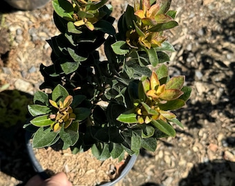May include: A small potted plant with green leaves and yellow and orange tips. The plant is in a black plastic pot with brown mulch.