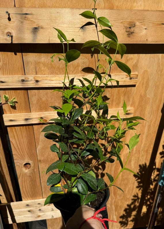 jade plants for sale near me Jade Plant for Sale Including Care Guide main image 1