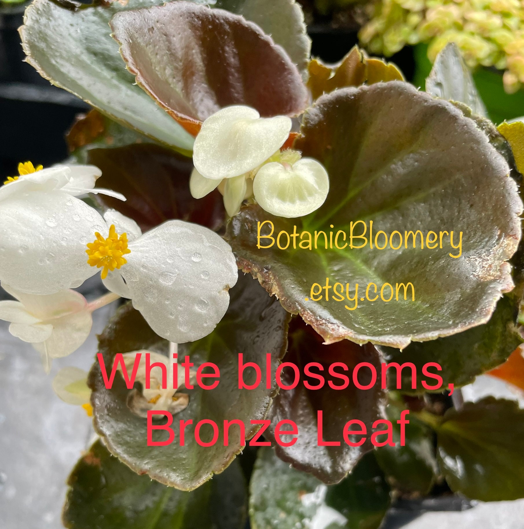 Wax Begonias - Green Leaf and Bronze Leaf Varieties. Now Blooming! - Etsy