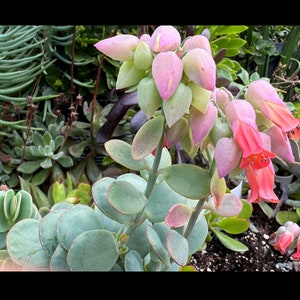 Marnier’s Kalanchoe cuttings, Kalanchoe marnieriana bild 1