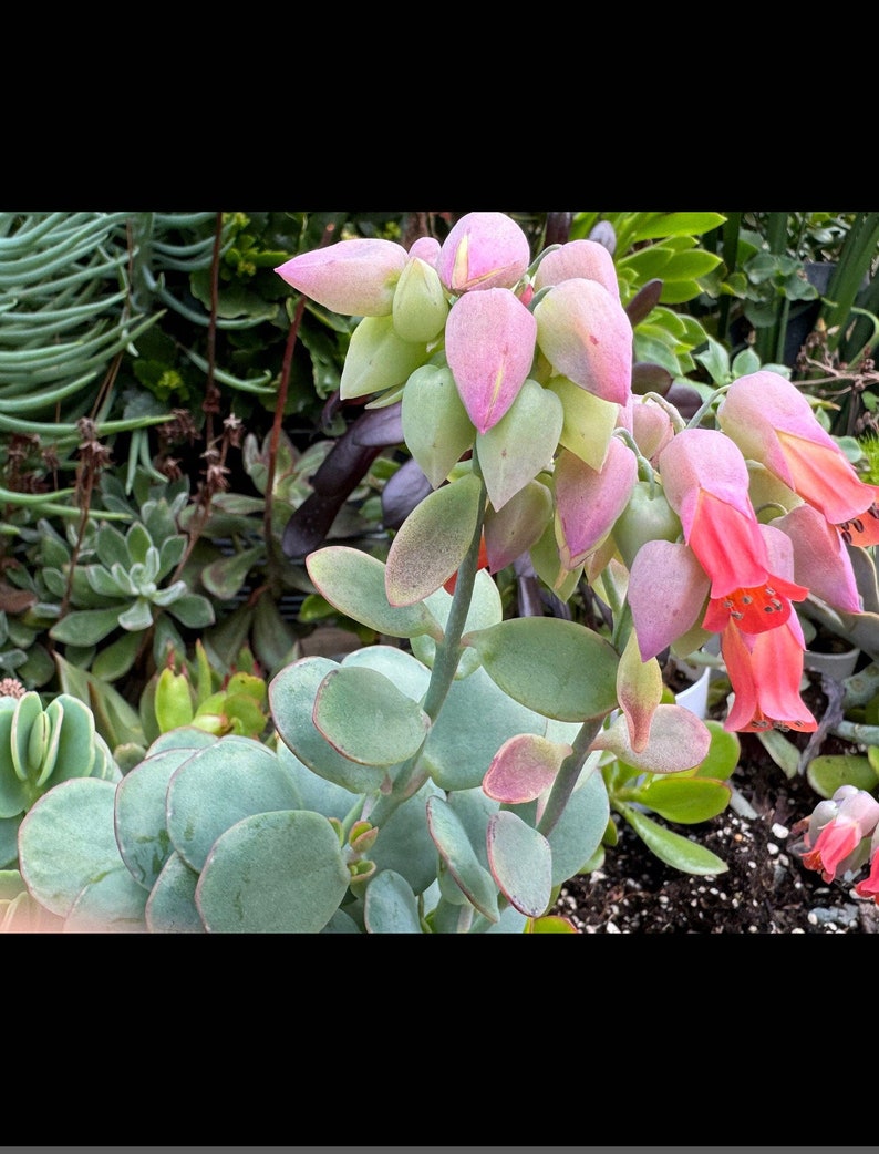 Marnier’s Kalanchoe cuttings, Kalanchoe marnieriana bild 1