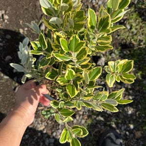 May include: A potted plant with green and yellow variegated leaves. The leaves have a rounded shape and are arranged along the stems. The plant is held in a black pot, and the background is a mix of soil and small rocks.