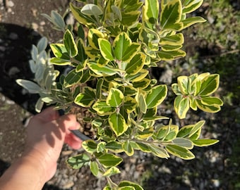 May include: A potted plant with green and yellow variegated leaves. The leaves have a rounded shape and are arranged along the stems. The plant is held in a black pot, and the background is a mix of soil and small rocks.