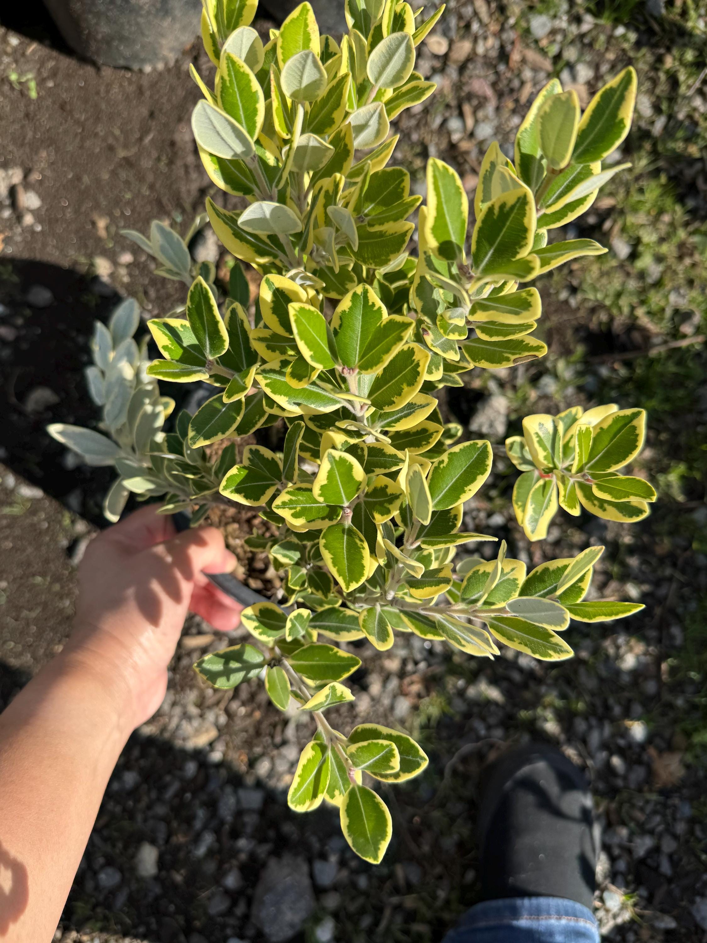 New Zealand Christmas Tree Variegata  Metrosideros excelsa  One Gallon  Pot