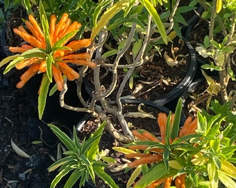 Lion's Tail Plant/leonotis Leonurus 5” Rooted Plant - Etsy