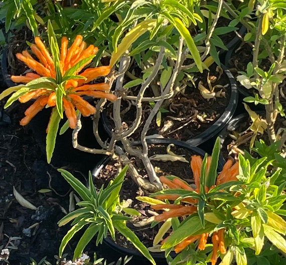 curcuma longa plant Turmeric- (Curcuma longa) main image 0