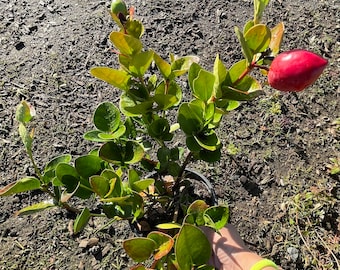 May include: A small potted plant featuring glossy, rounded green leaves with reddish-orange edges and stems. The plant displays several smooth, teardrop-shaped red fruits or buds extending from the branches, set within a black plastic nursery container.