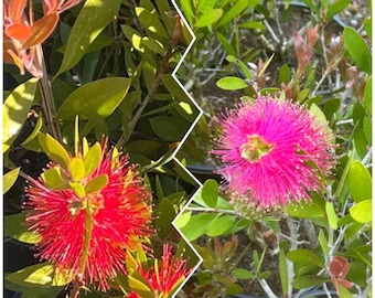 Lemon bottlebrush plant- Callistemon citrinus: choose Red or Pink