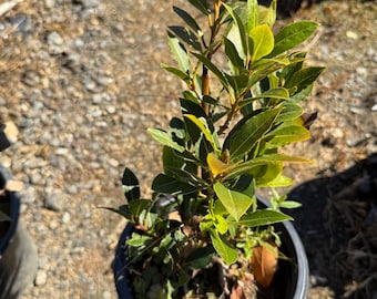 May include: A potted plant with vibrant green leaves and a few yellow-green tips. The plant is in a black plastic pot, held by a hand. The background shows a gravel surface and other potted plants, suggesting a nursery or garden setting.