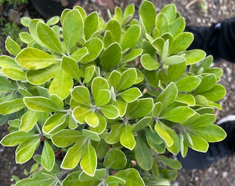 May include: A close-up of a green leafy plant with white edges on the leaves. The plant is in a pot and the leaves are arranged in a circular pattern.