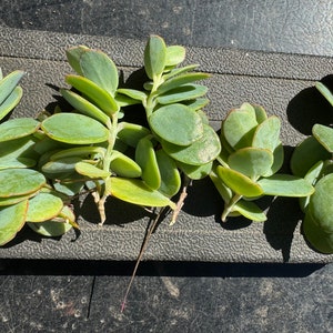 Marnier’s Kalanchoe cuttings, Kalanchoe marnieriana bild 3