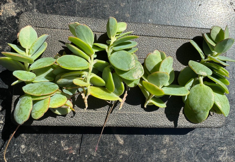 Marnier’s Kalanchoe cuttings, Kalanchoe marnieriana bild 3
