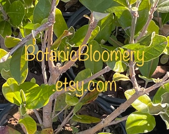 Pineapple Guava (Feijoa sellowiana) Plant - Large Size - Edible Fruit, Fragrant Blooms - Easy-Care Garden Delight