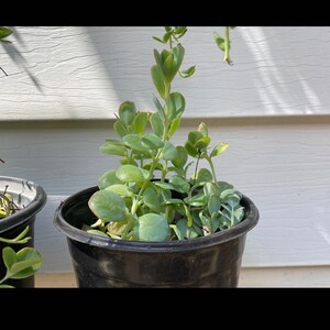 Marnier’s Kalanchoe cuttings, Kalanchoe marnieriana bild 7