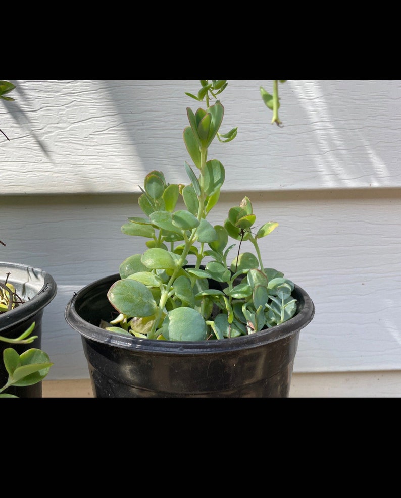Marnier’s Kalanchoe cuttings, Kalanchoe marnieriana bild 7