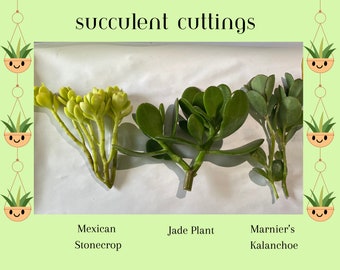 Succulent String Cuttings Set - Mexican Stonecrop, Jade Plant, Marnier's Kalanchoe
