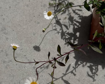 Erigeron karvinskianus ‘Profusion’ – Oregon Fleabane Daisy Plant – 4” Pot – Long Blooming Perennial Groundcover – Cottage Garden Favorite