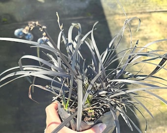 Black Mondo Grass, Ophiopogon planiscapus 'Nigrescens'