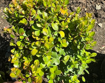May include: A potted green and yellow bush with small, round leaves. The bush is in a black plastic pot.