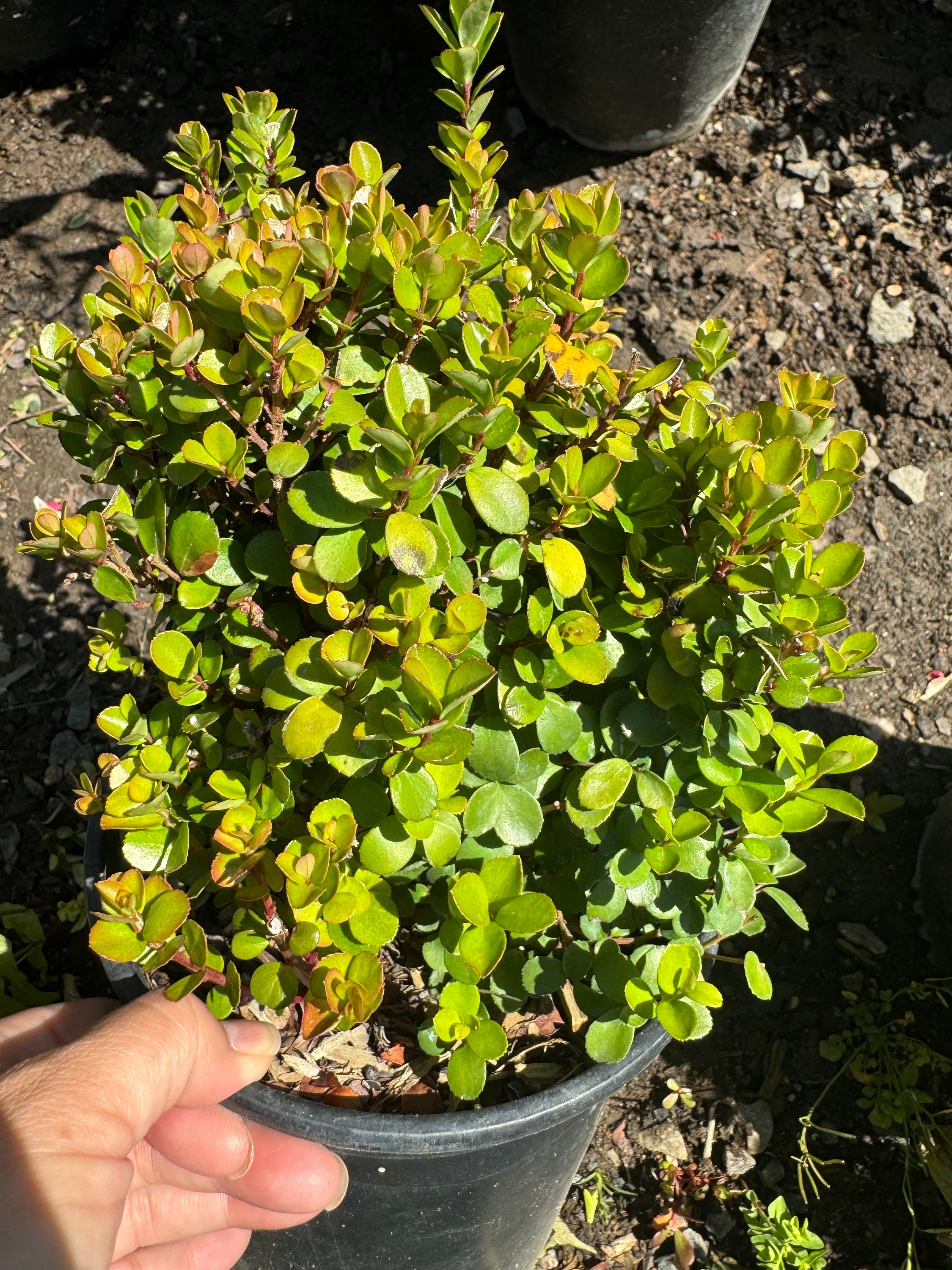 African Boxwood, Myrsine Africana ( 1 Gallon Pot) - Etsy