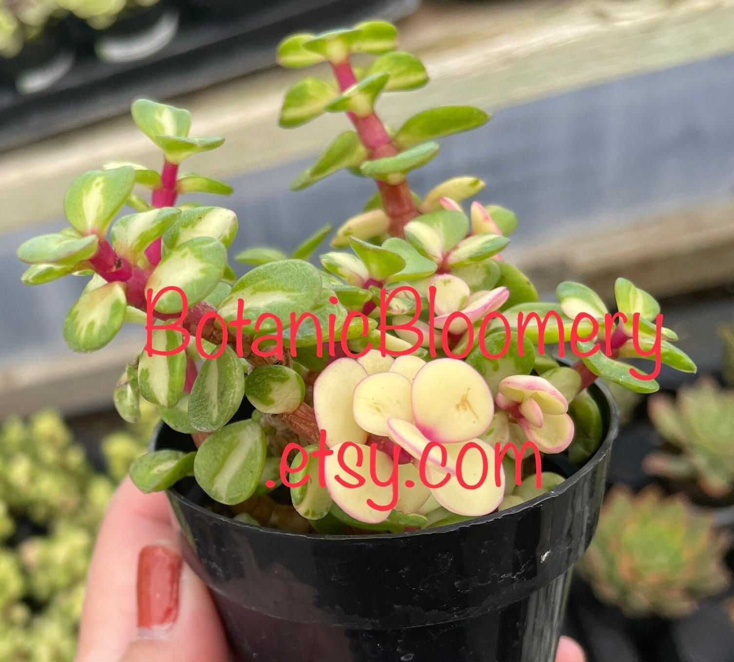 purple flower succulent plant Delosperma echinatum