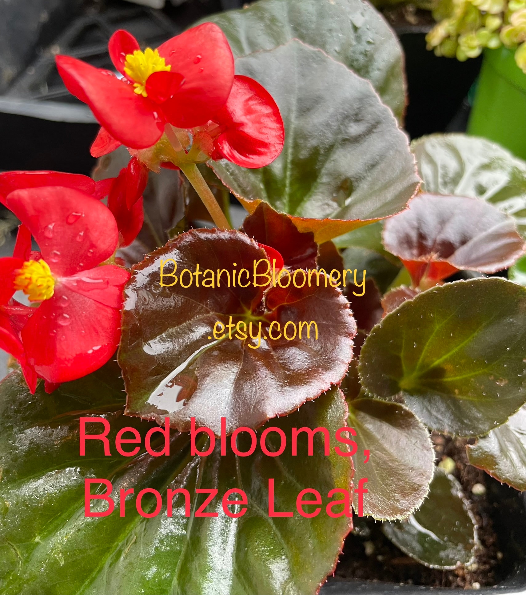 Wax Begonias - Green Leaf and Bronze Leaf Varieties. Now Blooming! - Etsy