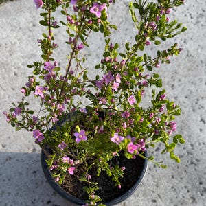 Boronia 'Shark bay'- Boronia crenulata- in one gallon pot