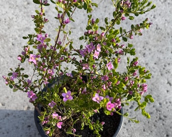 Boronia 'Shark bay'- Boronia crenulata- in one gallon pot