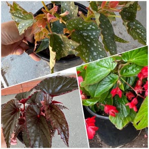 Begonia Plant – Dragon Wing, Maroon Angel Wing, or Lois Burke (One Gallon Pot)