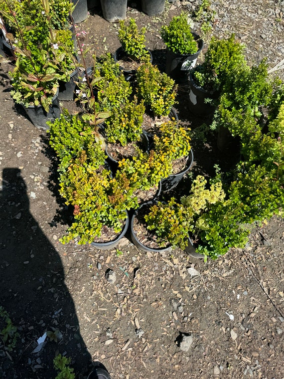 African Boxwood, Myrsine Africana ( 1 Gallon Pot) - Etsy