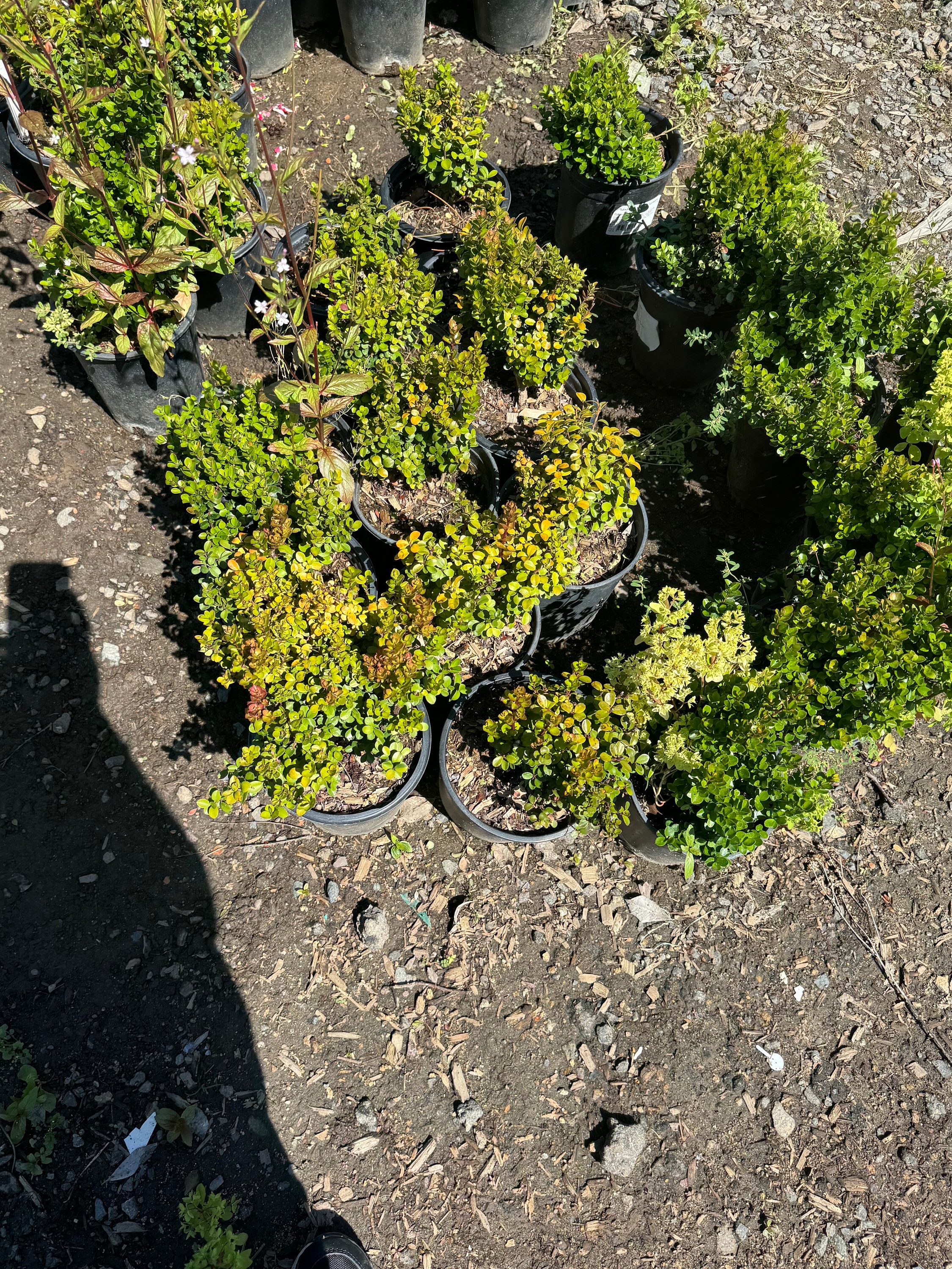 African Boxwood, Myrsine Africana ( 1 Gallon Pot) - Etsy