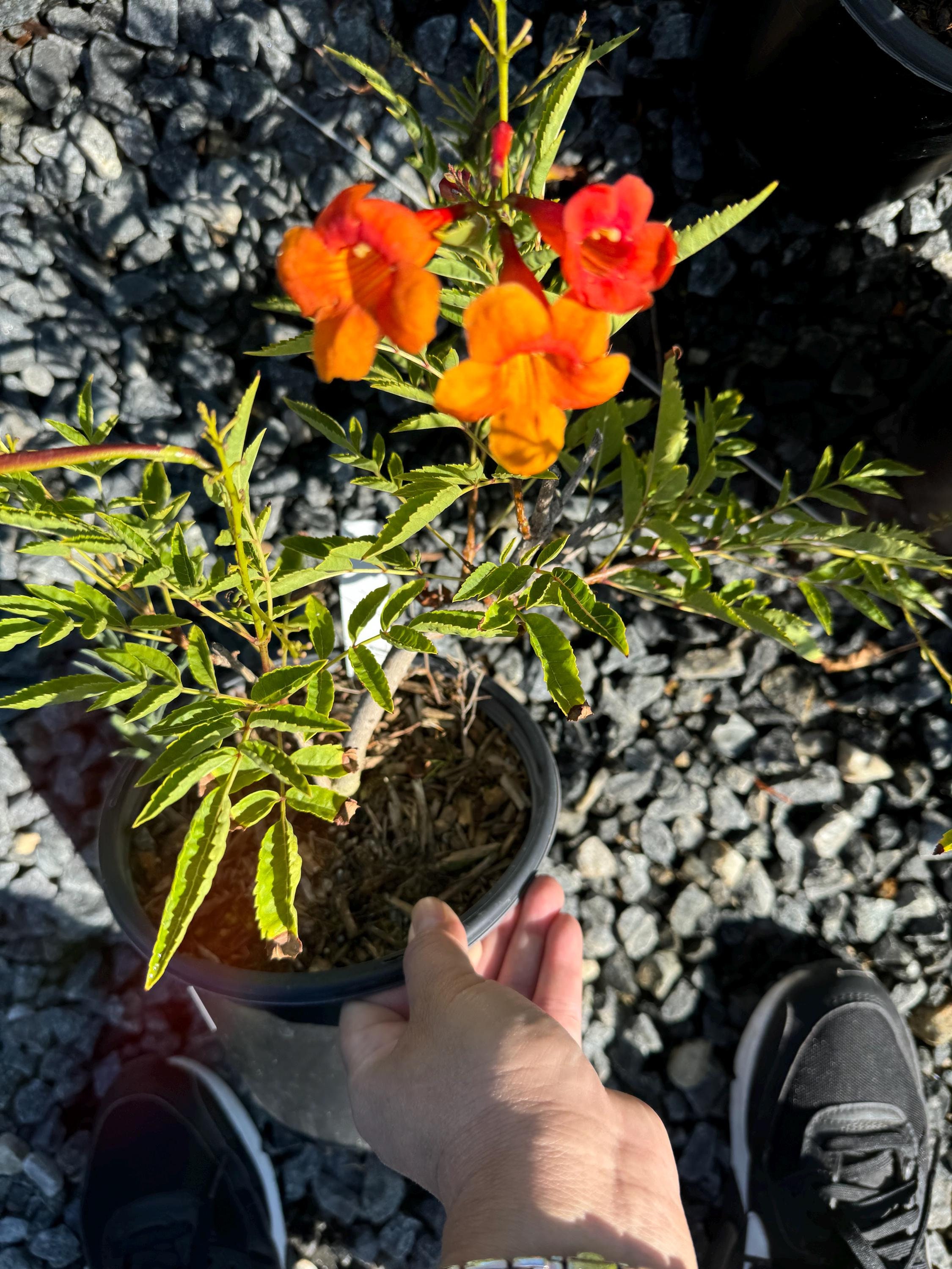 Tacoma Oompa Loompa, Trumpet Bush - Etsy