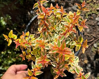 Abelia x grandiflora ‘Kaleidoscope’ ( 1 gallon pot)