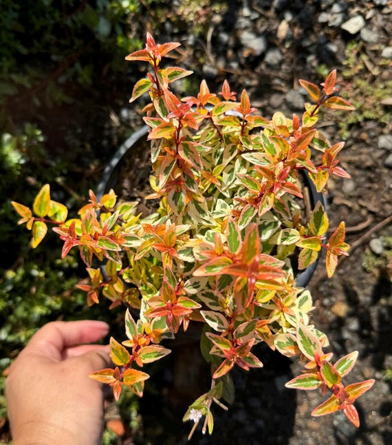 Abelia X Grandiflora 'kaleidoscope' ( 1 Gallon Pot) - Etsy