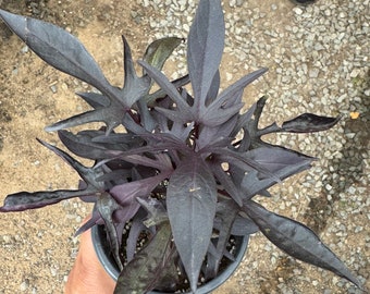 Ipomoea batatas, Sweet Potato Vine- 2 colors you choose: Lime Heart or Black