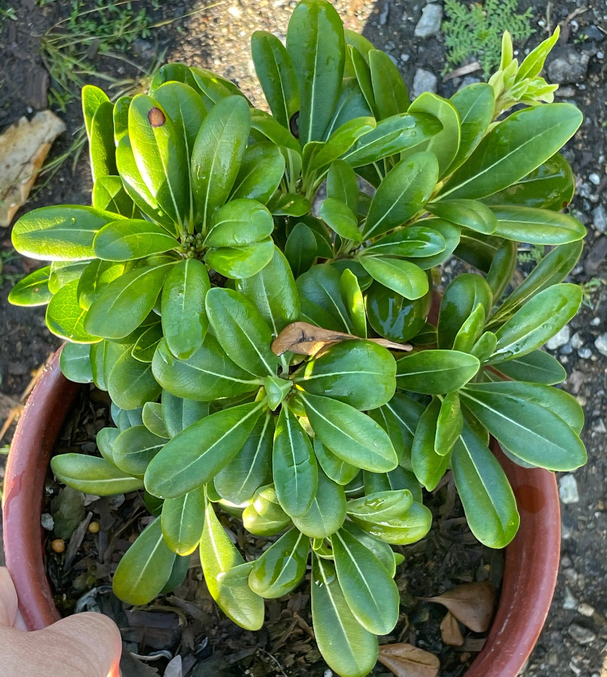 Pittosporum Tobira 'wheeler's Dwarf' Etsy