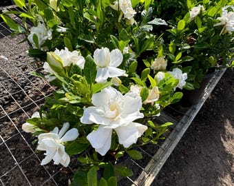 Gardenia Jasminoides Veitchii- Everblooming Gardenia, one gallon pot