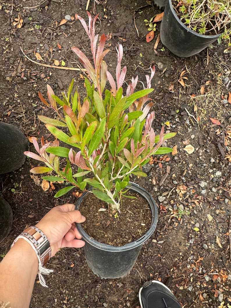 BotanicBloomery Lemon Bottlebrush Plant - Thumbnail 3
